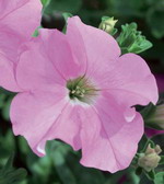 Сурфиния Пастел